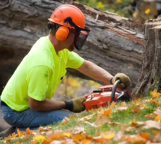 tree services Akeley